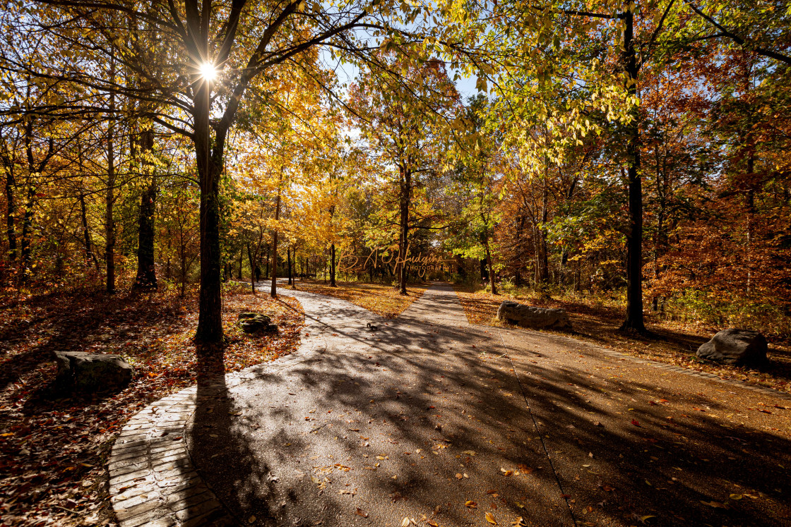 "Sunlight in Thompson Woods" stock image