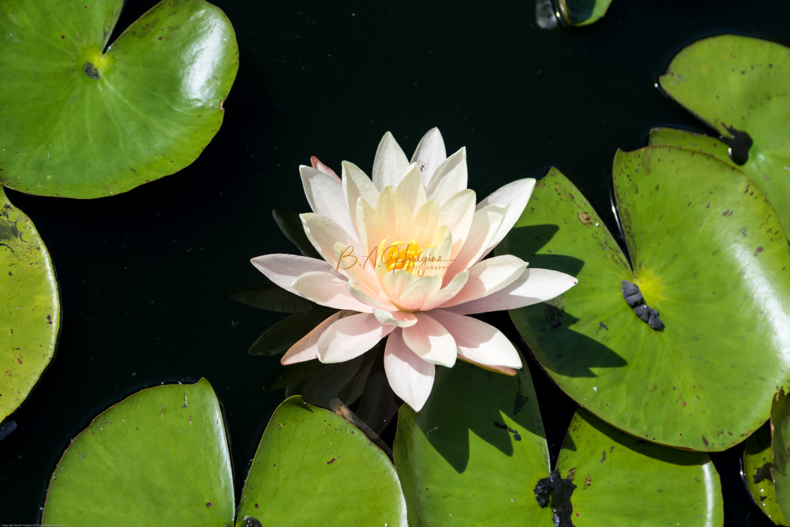 "Flower on a Lily pad" stock image