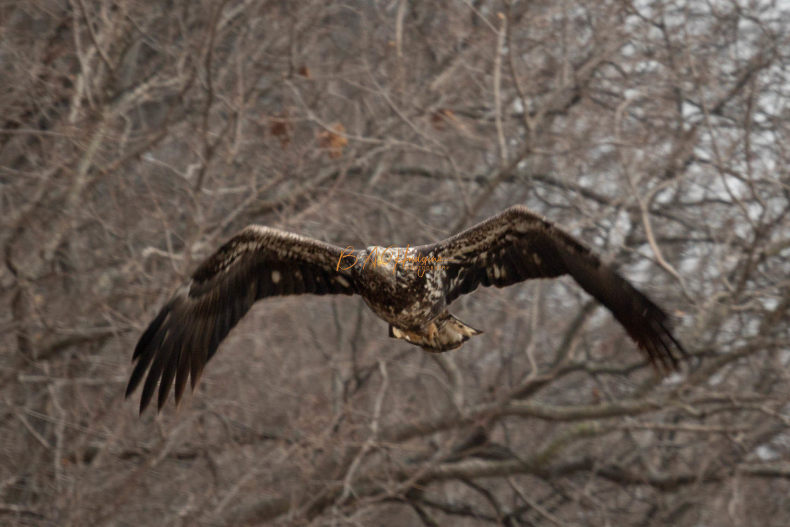 "Juvenile Eagle III" stock image