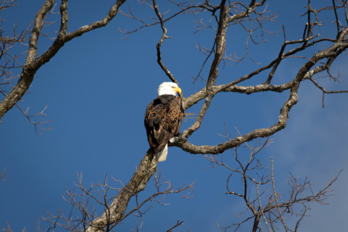 "Eagle On Watch" stock image