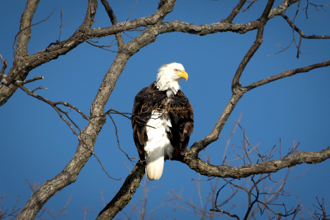 "Eagle Preening" stock image