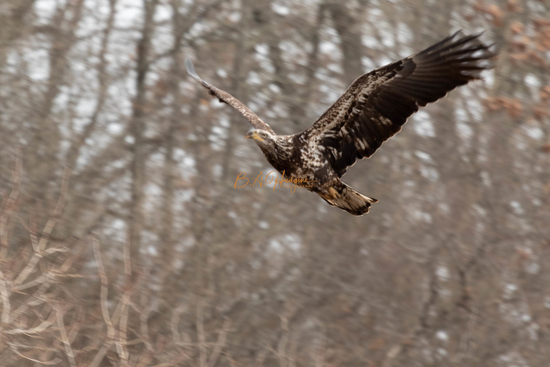 "Juvenile Eagle IV" stock image