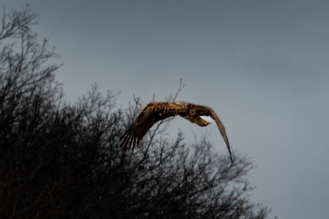 "Juvenile Eagle II" stock image