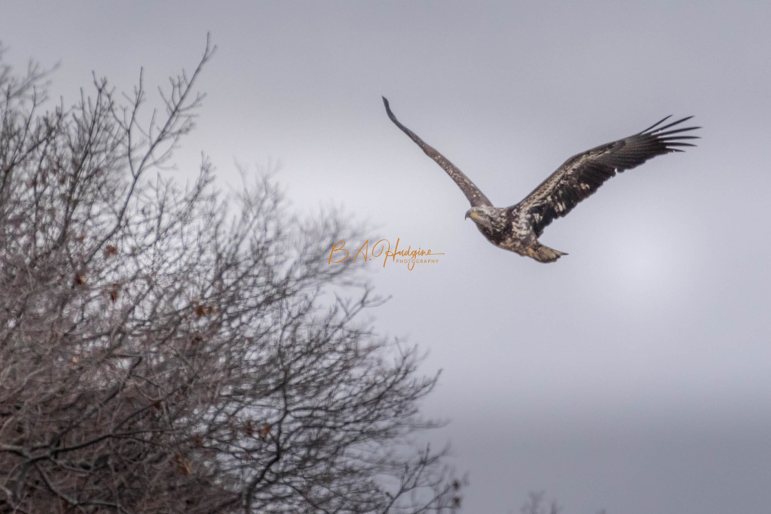 "Juvenile Eagle I" stock image