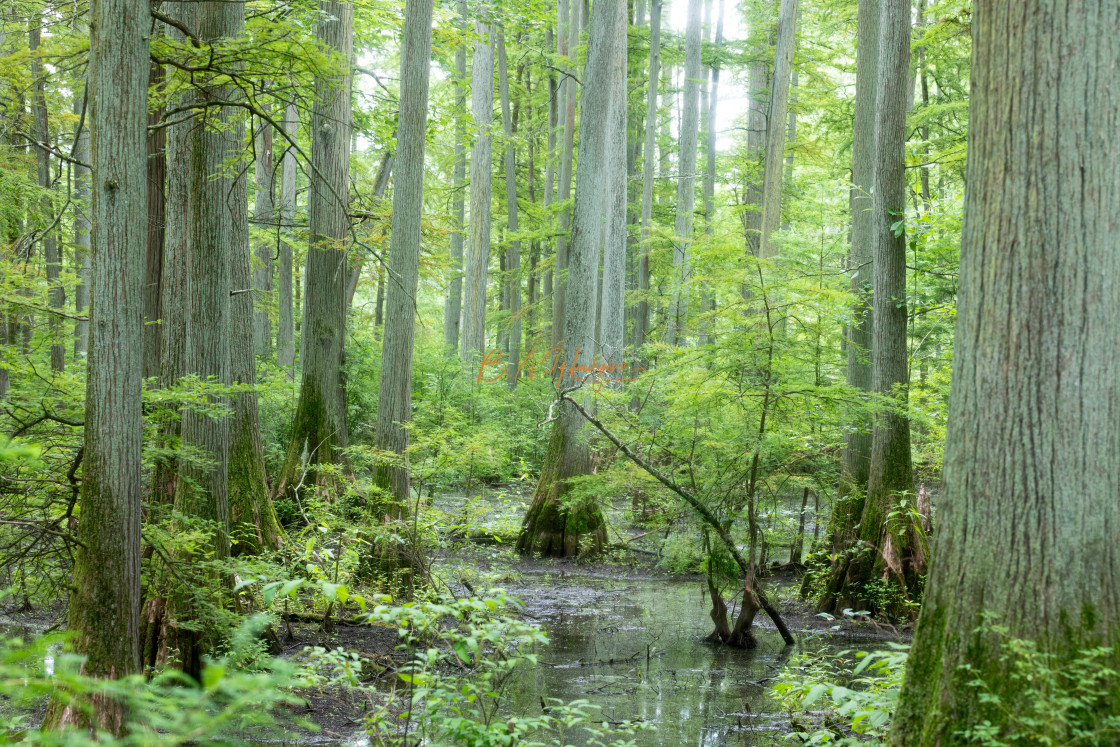 "Todd Fink Heron Pond" stock image