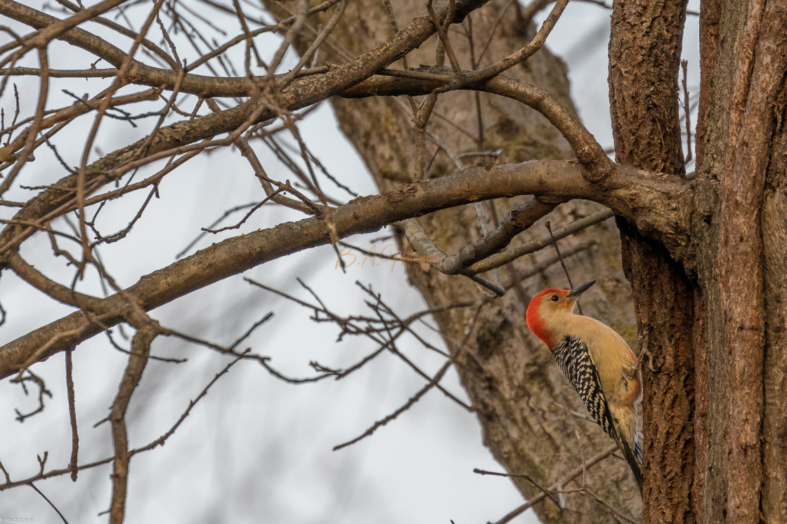 "Redheaded Woodpecker" by Budd Hudgins - $15.97 "Redheaded Woodpecker" stock image