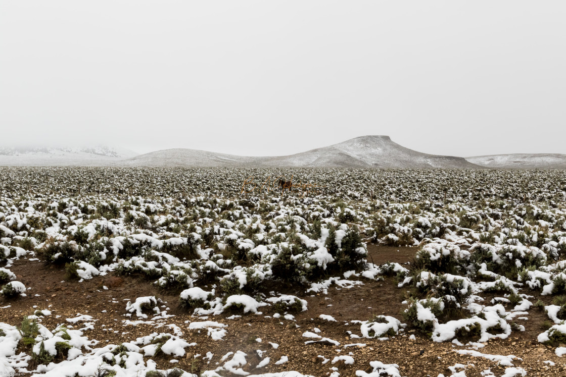 "Lone Horse in May snow shower in May" by Budd Hudgins - $15.97 "Lone Horse in May snow shower in May" stock image