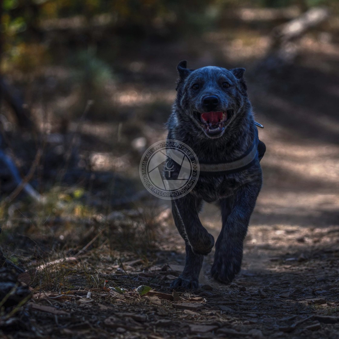 "Dog-running-blue-heeler" by Chuck Taylor - £77.82 "Dog-running-blue-heeler" stock image