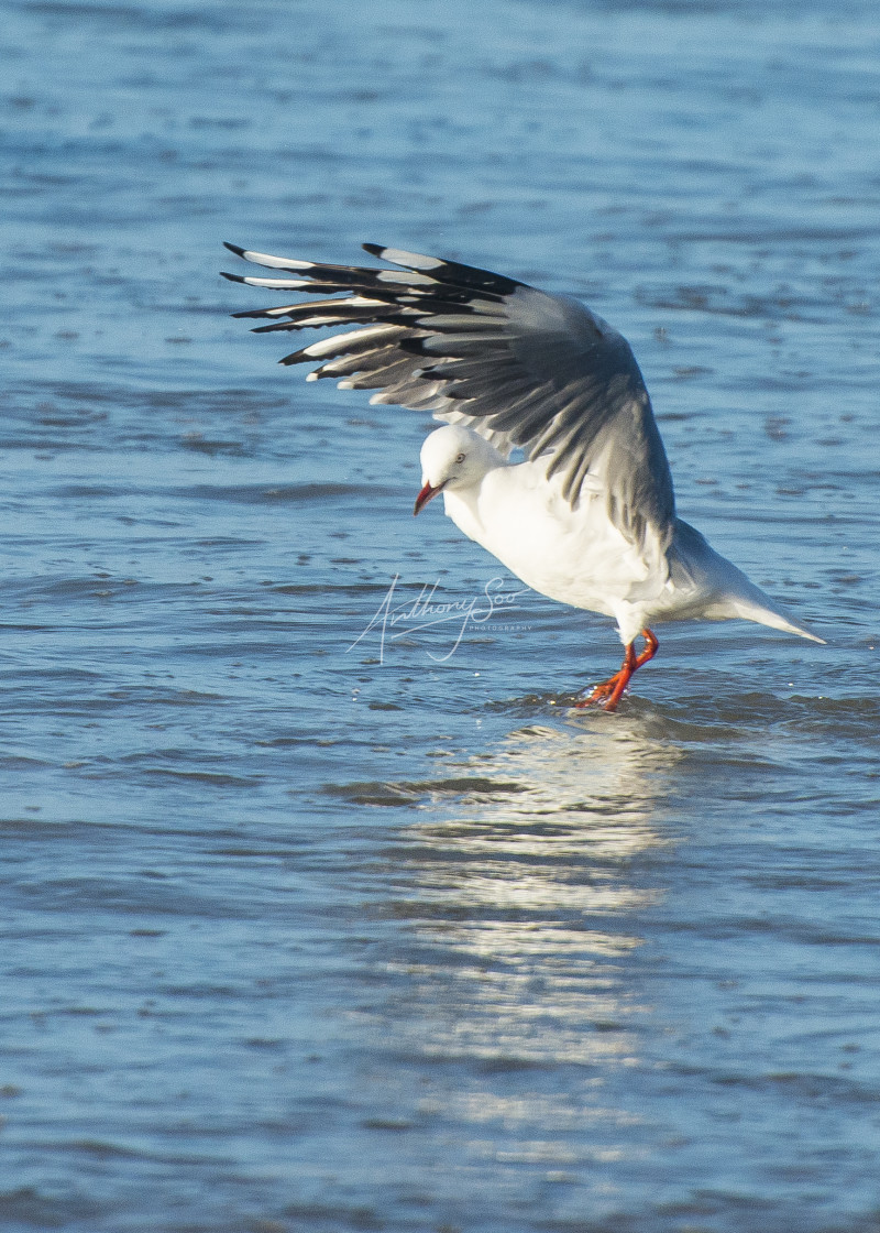 "Landing or Take Off?" stock image