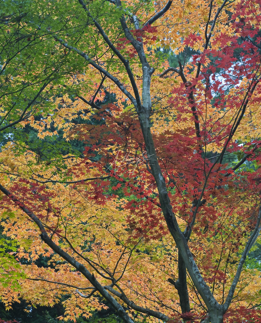 "Kyoto Fall Colours" stock image