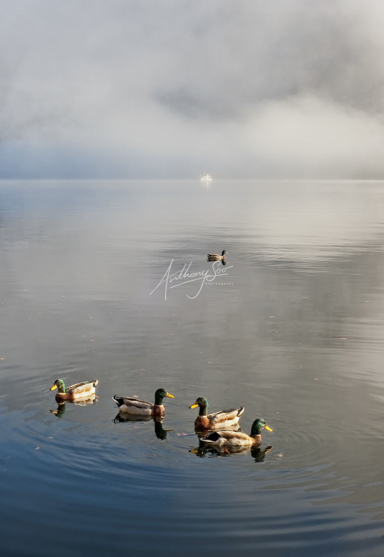 "Duck Meet" stock image