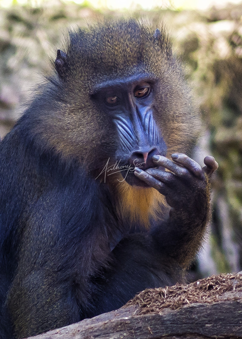 "Am I Beautiful" stock image