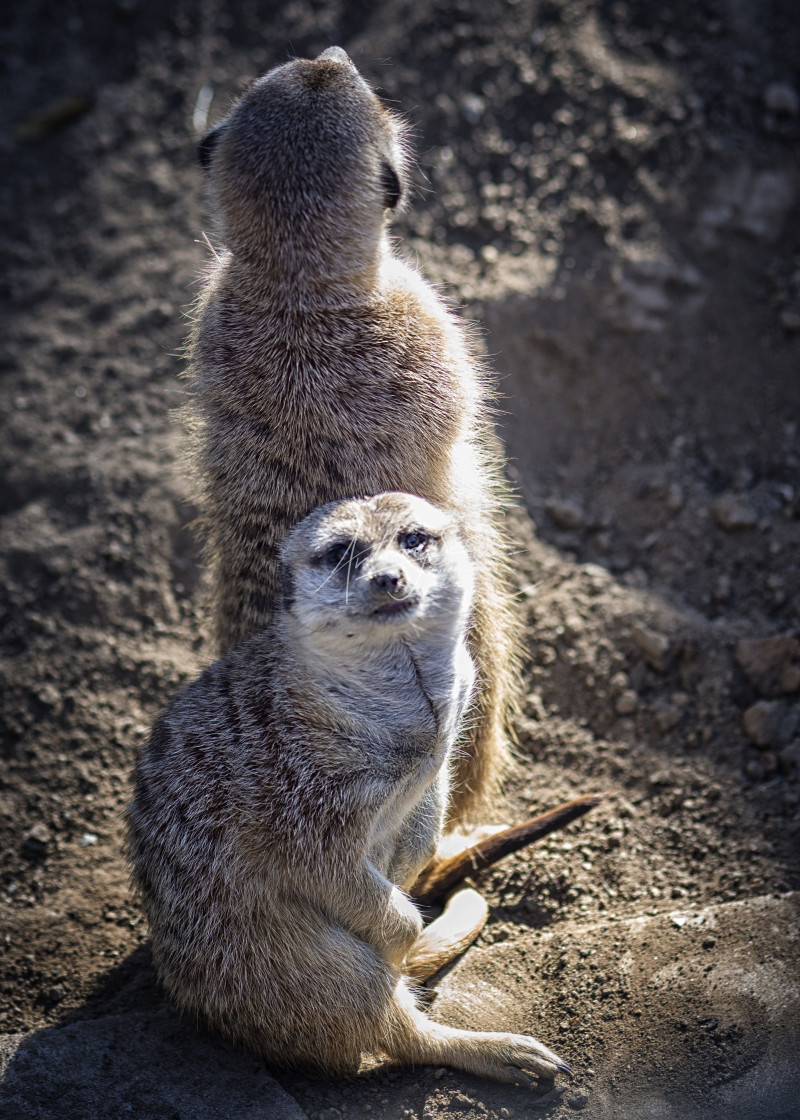 "Whatcha Lookin At" stock image