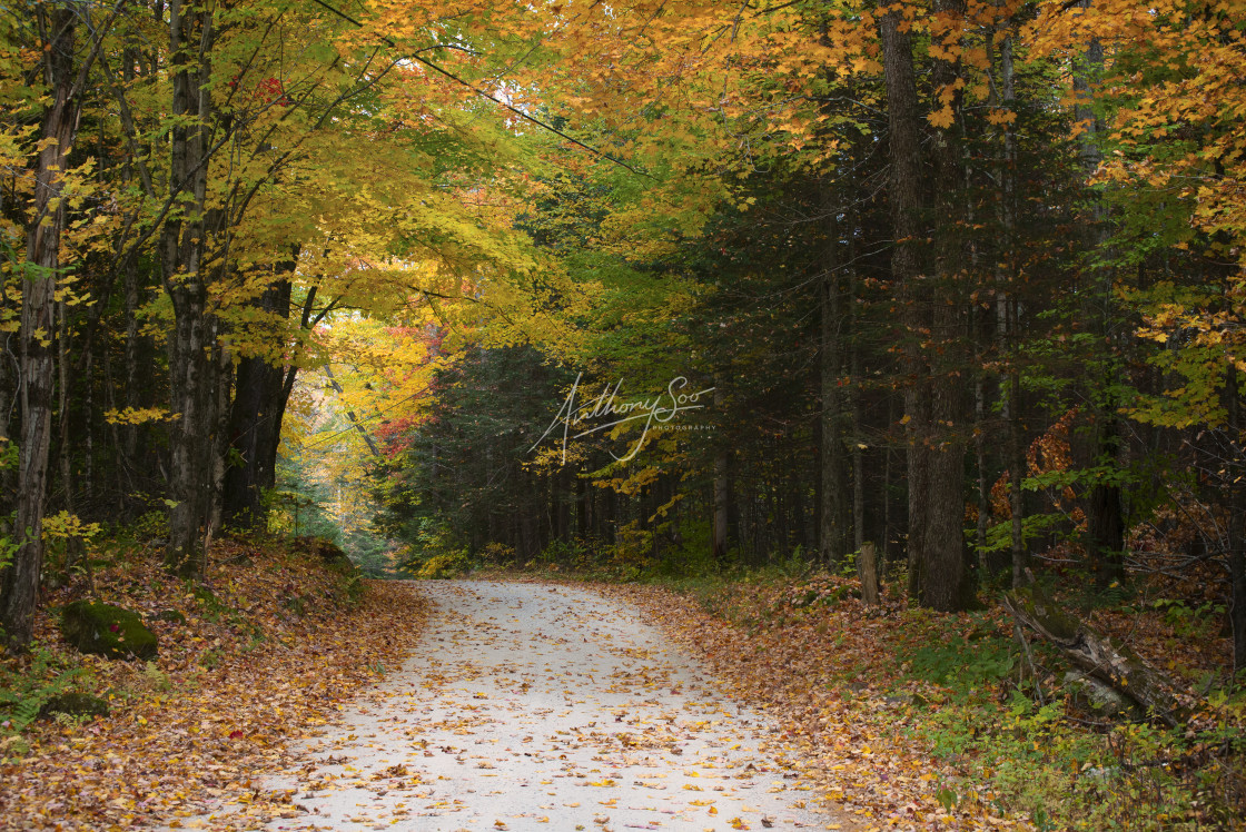 "Golden Walk" stock image