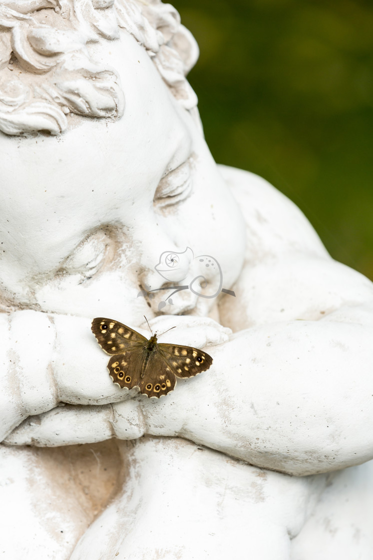 "Speckled Wood Pararge aegeria" stock image