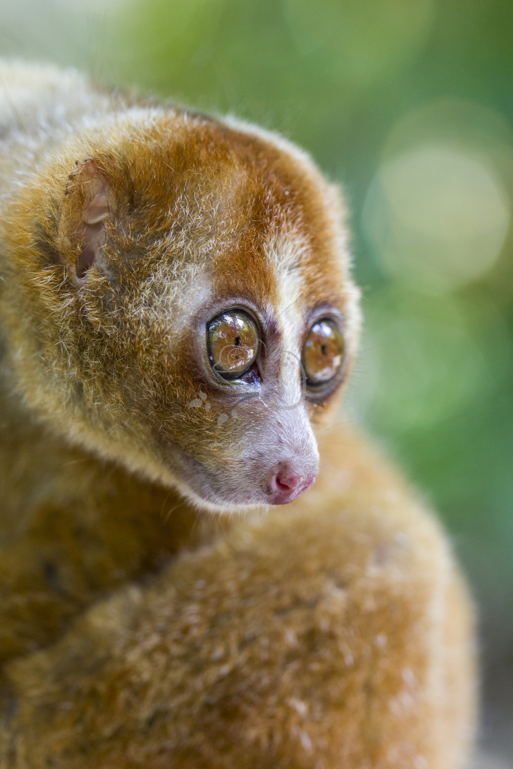 "Bornean Slow Loris Nycticebus menagensis" stock image