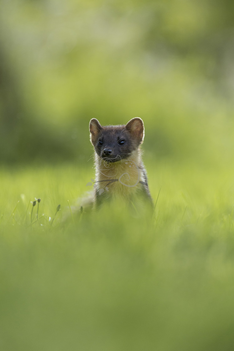 "Pine Marten Martes martes" stock image