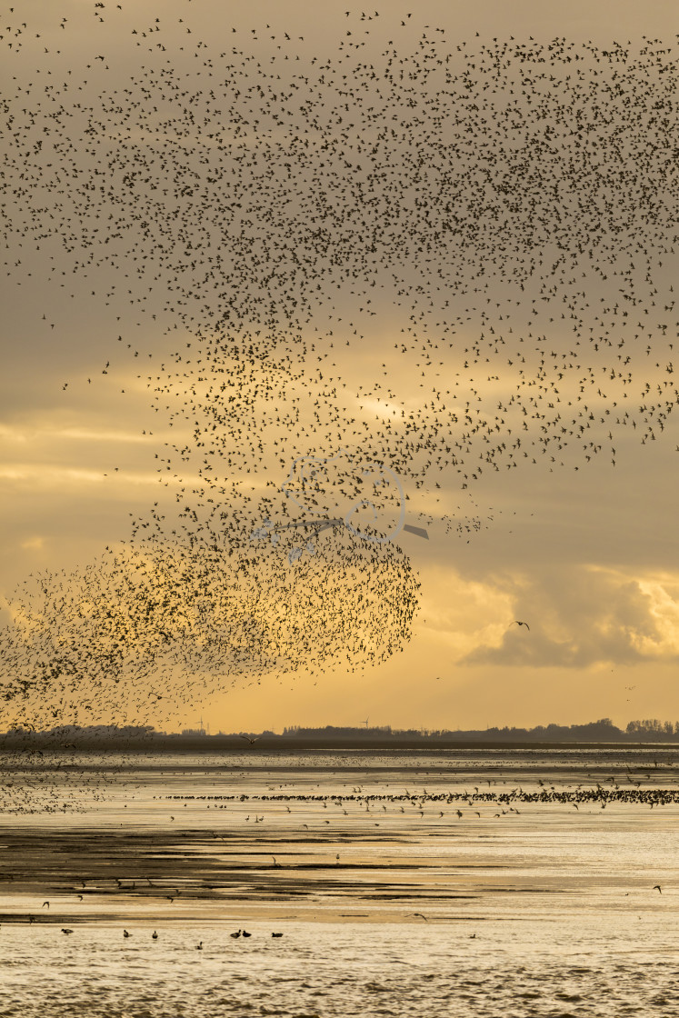 "Red Knot Calidris canuta" stock image