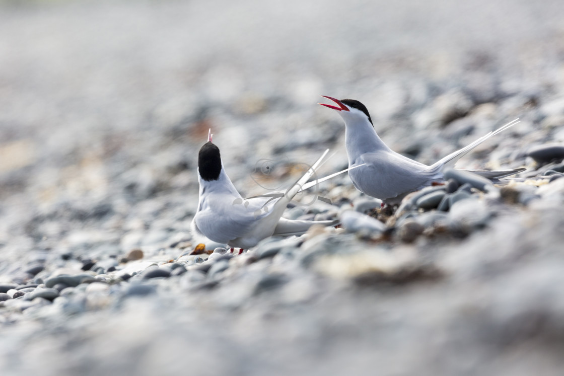 "Arctic Tern Sterna paradisaea" stock image