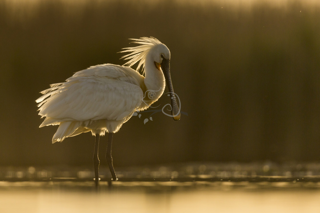 "Eurasian Spoonbill Platalea leucorodia" stock image