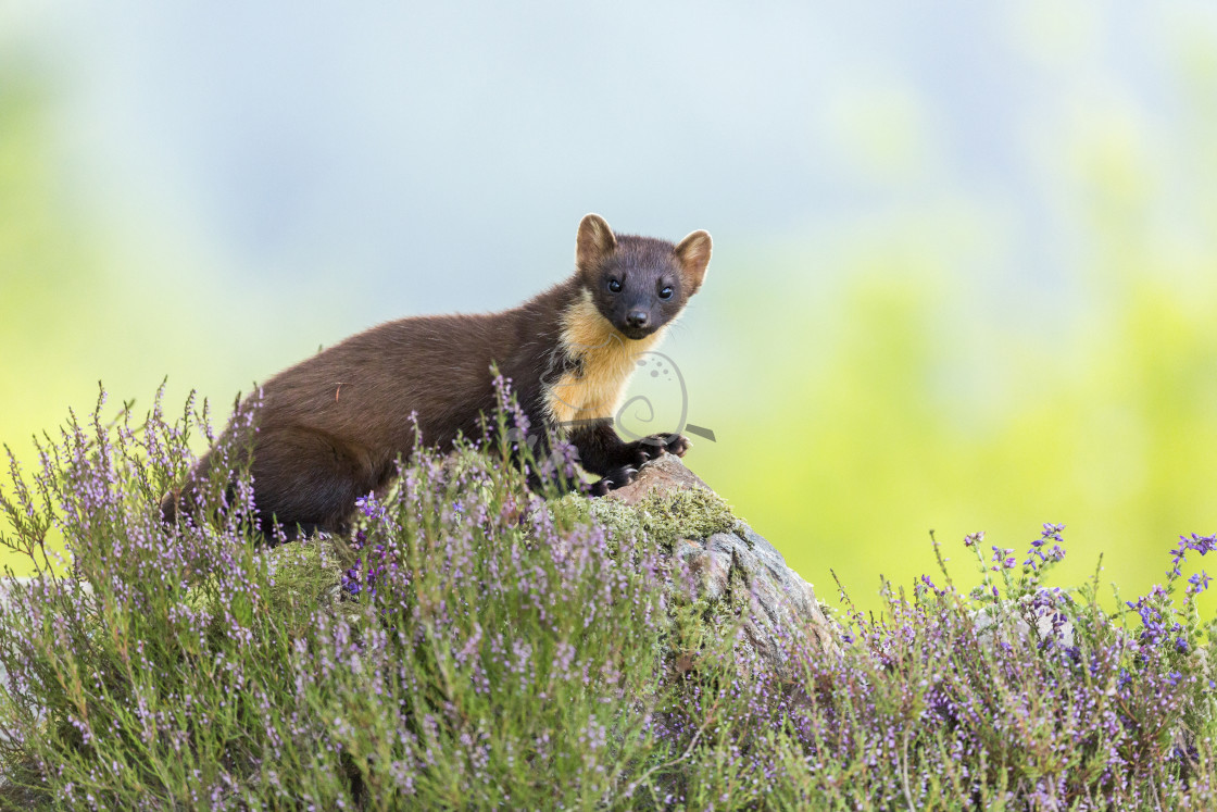 "Pine Marten Martes martes" stock image