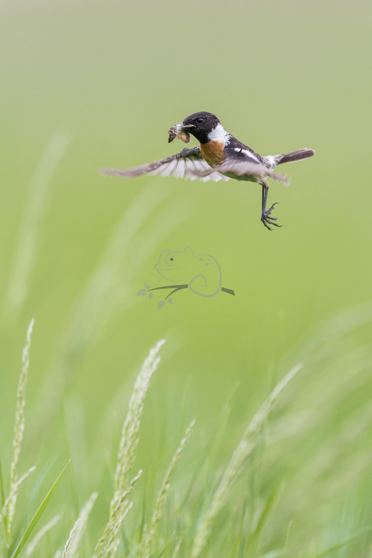 "European Stonechat Saxicola rubicola" stock image