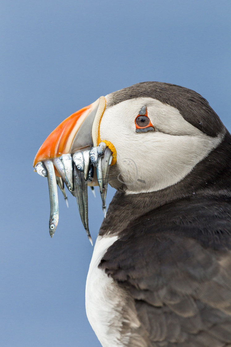 "Puffin Fratercula arctica" stock image