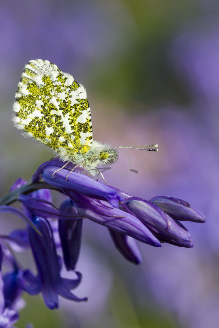 "Orange-tip Anthocharis cardamines" stock image