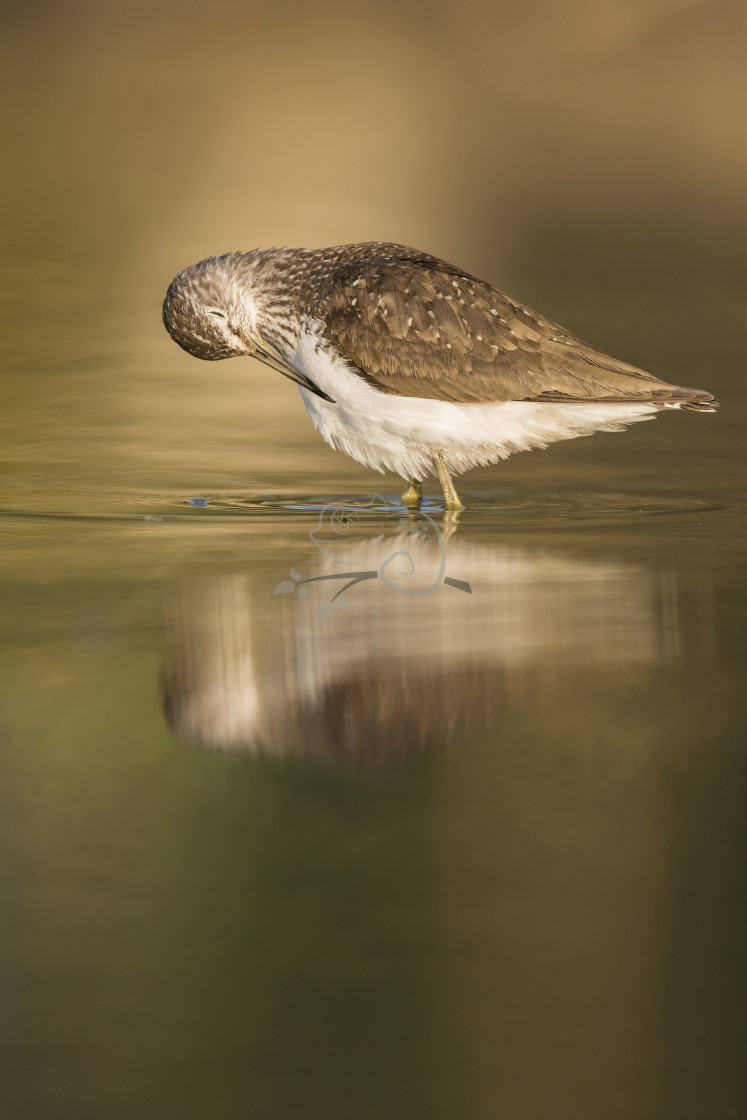 "Green Sandpiper Tringa ochropus" stock image