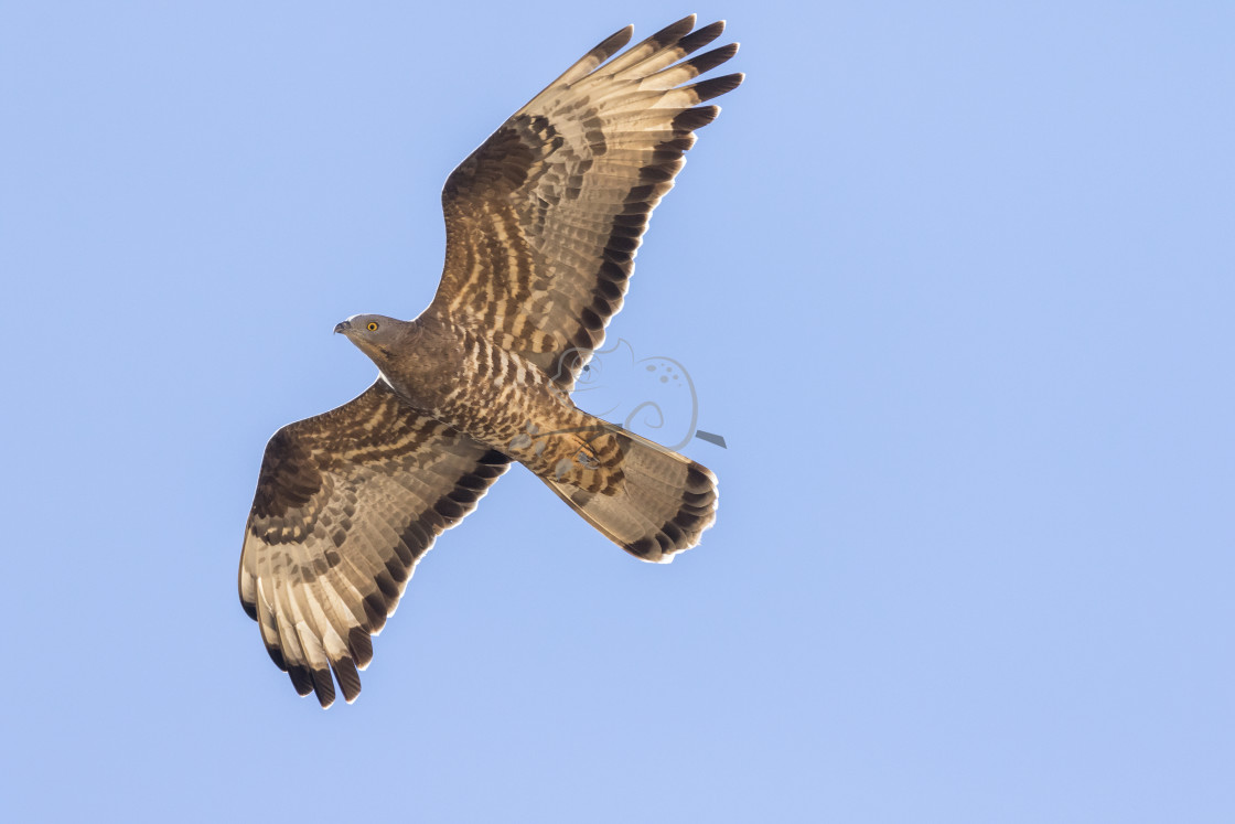 "Honey Buzzard Pernis apivorus" stock image