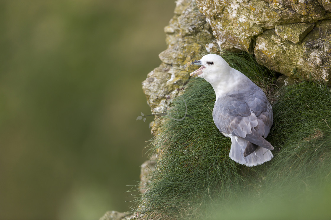 "Northern Fulmar Fulmaris glacialis" stock image