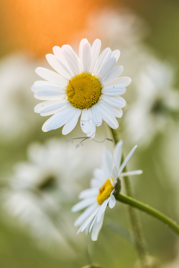 "Ox-eye Daisy Leucanthemum vulgare" stock image