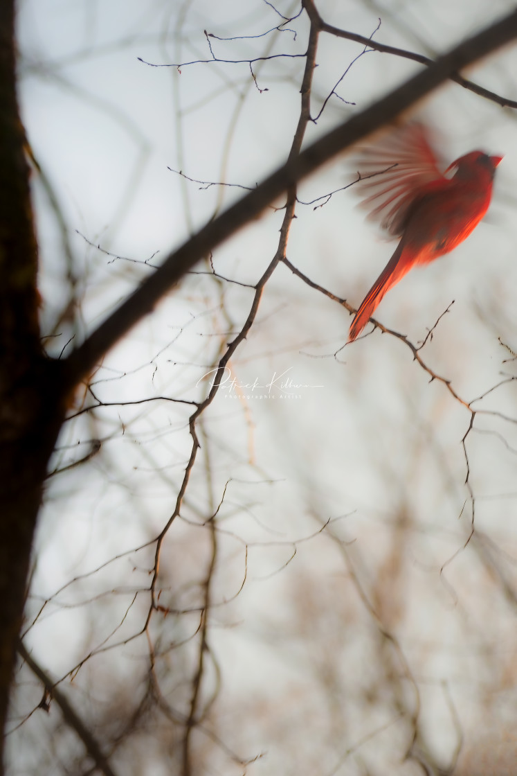 "Flight" by Patrick Kilburn - $69.55 "Flight" stock image