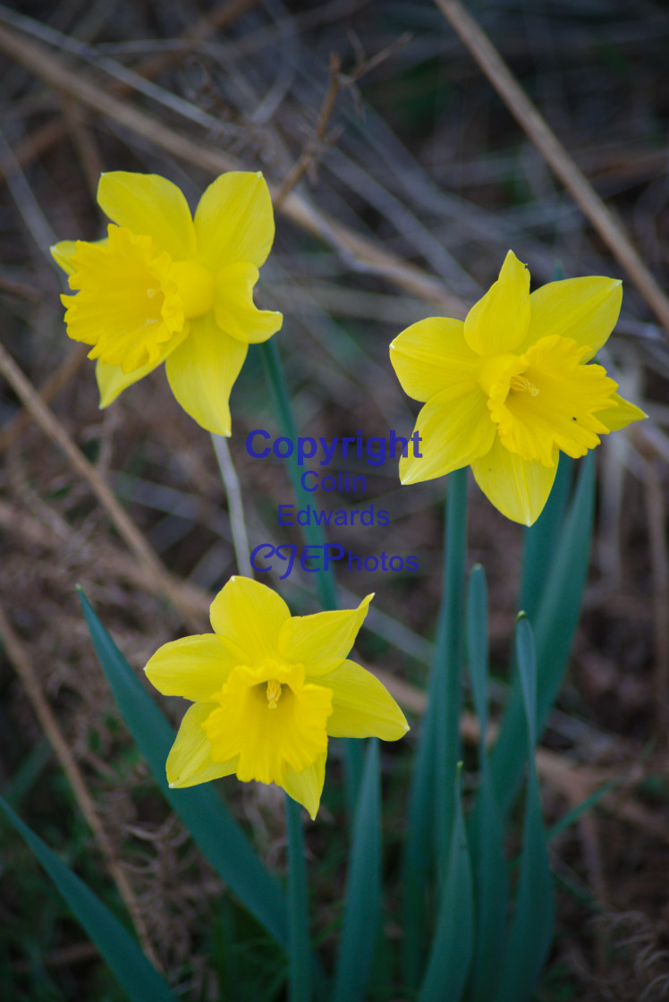 "Daffodils" stock image