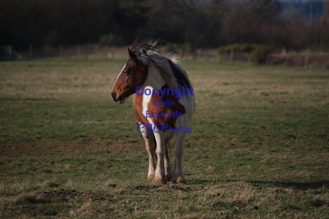 "Horse in field" stock image