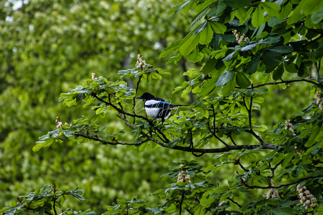 "Union Canal magpie" stock image