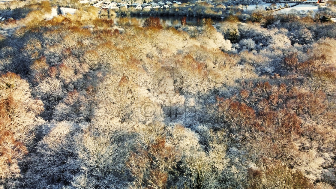 "Saltwells Nature Reserve in Winter" by Davidrobertphotography - £2.50 "Saltwells Nature Reserve in Winter" stock image
