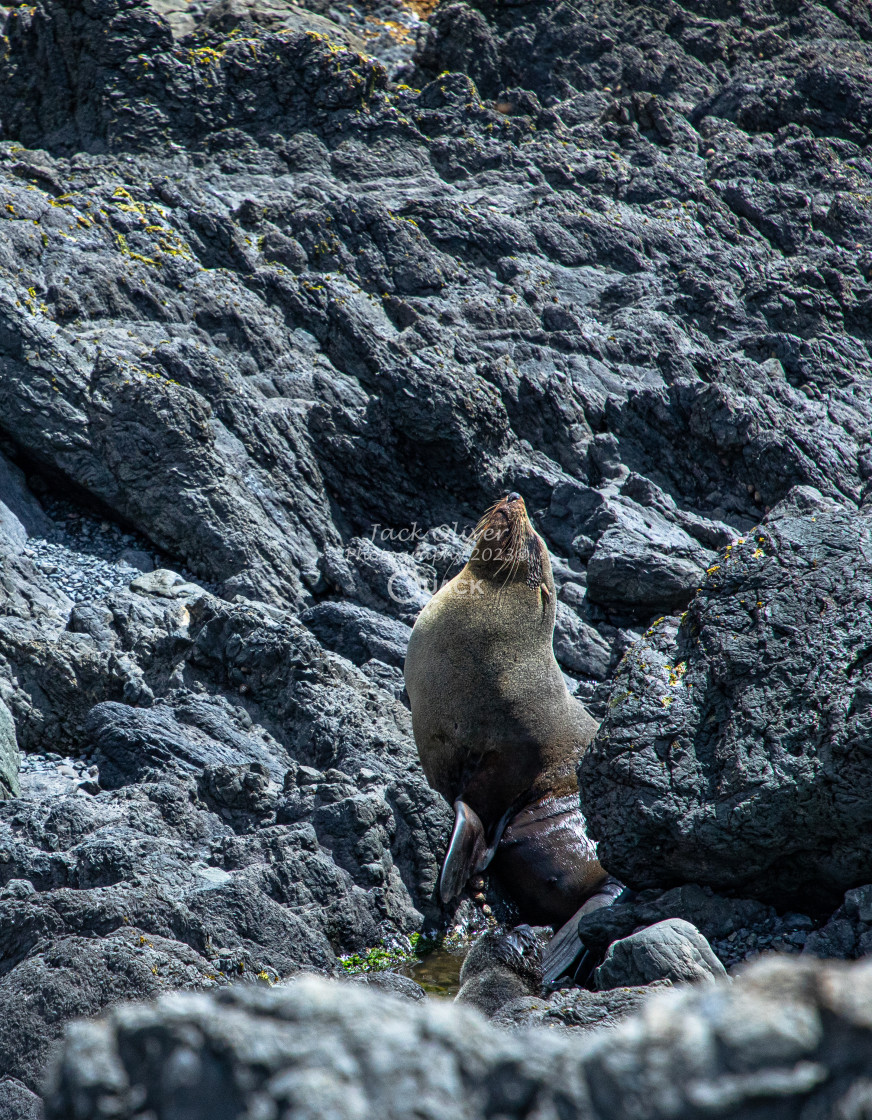 "Seal enjoys the sun" stock image