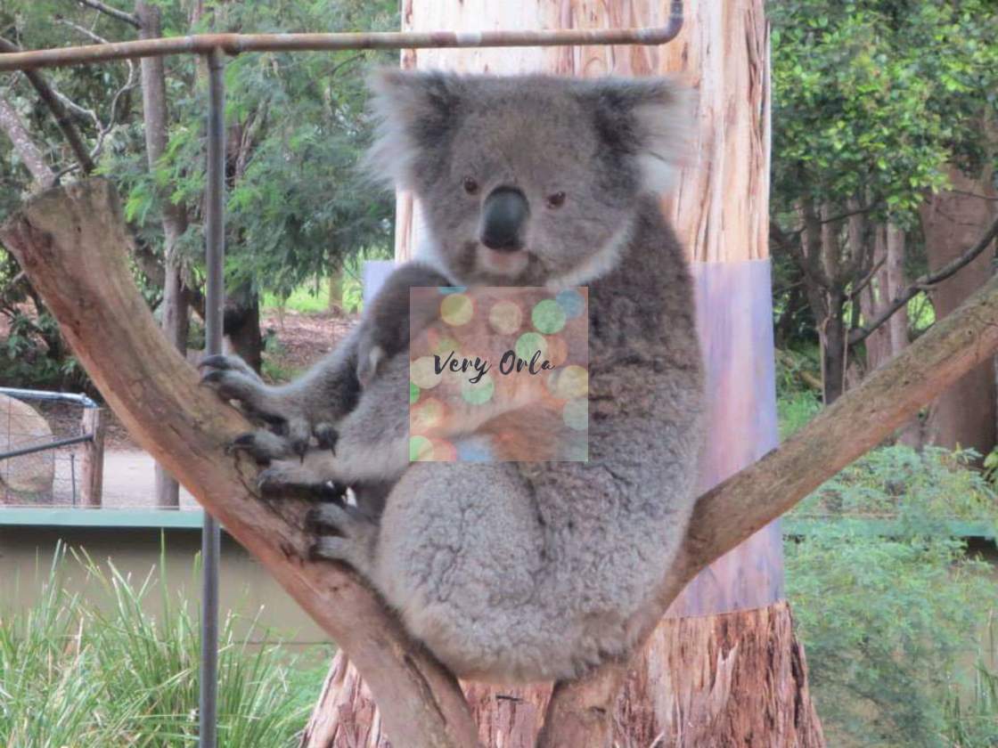 "Mummy Koala and Baby" stock image