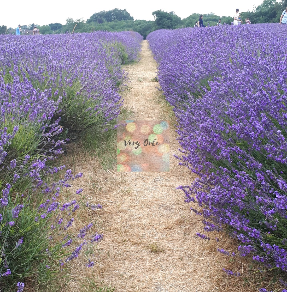 "English Lavender Field" stock image