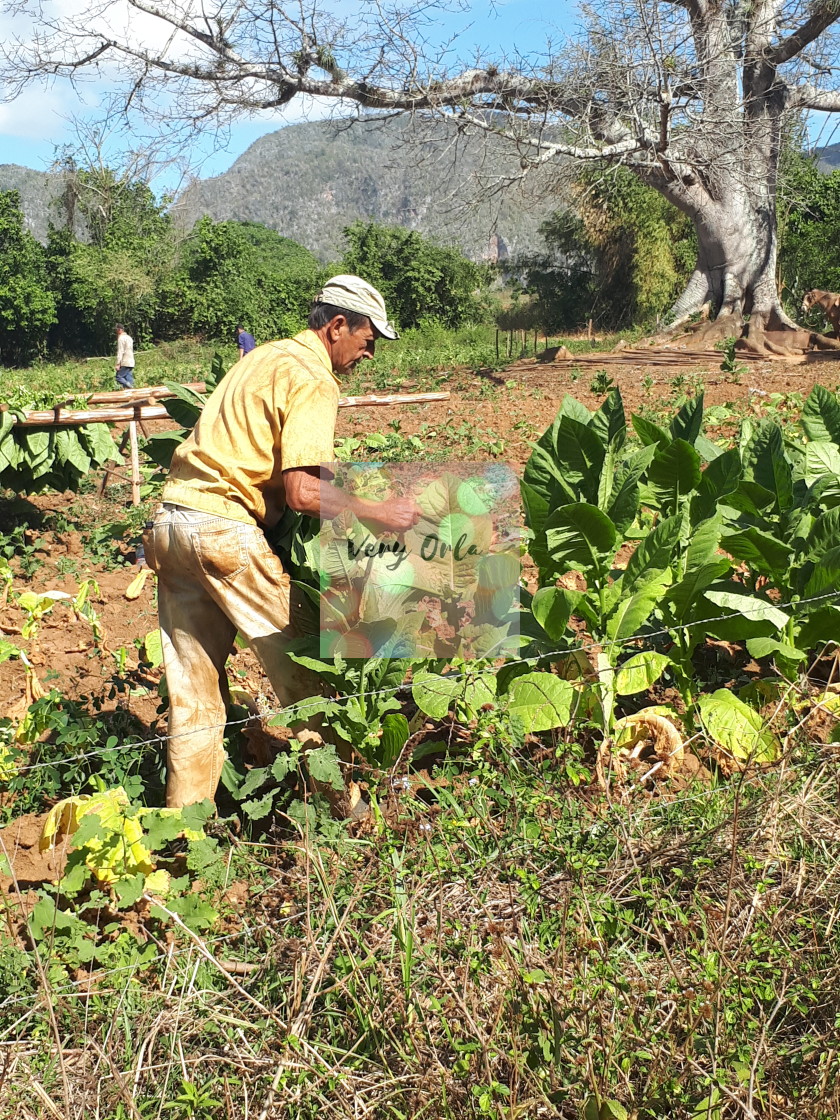 "Tobacco Farm Worker" stock image