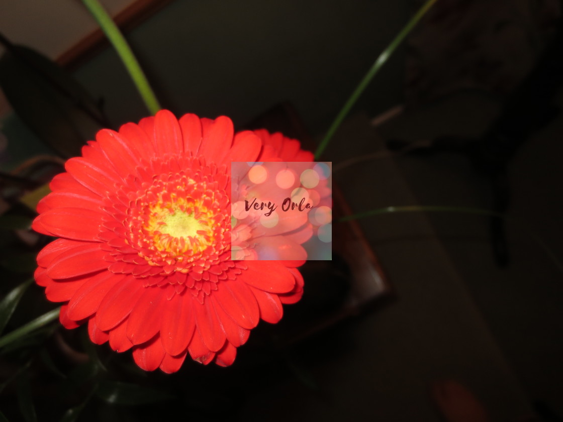 "Gerbera" stock image