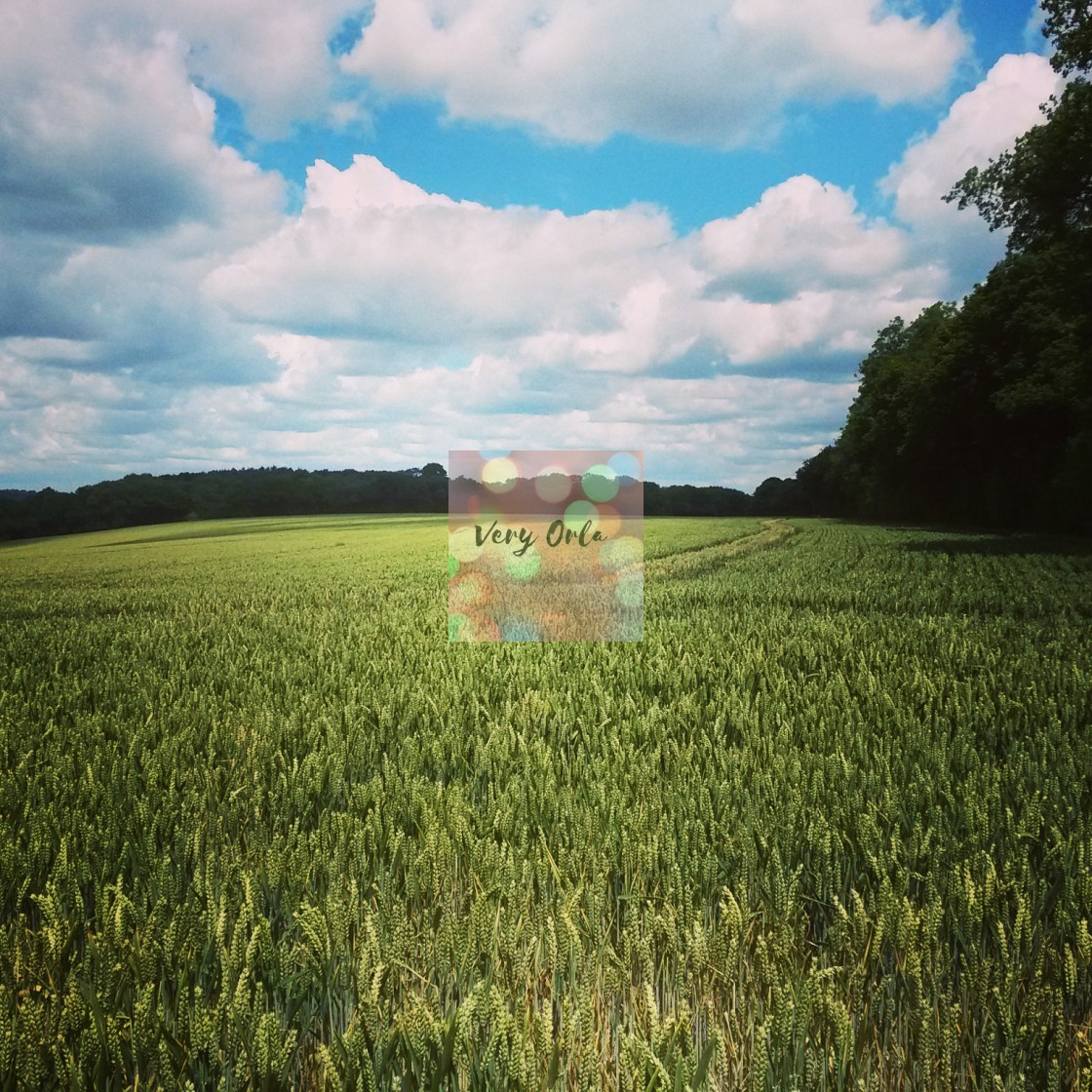 "Fields in Surrey, England" stock image