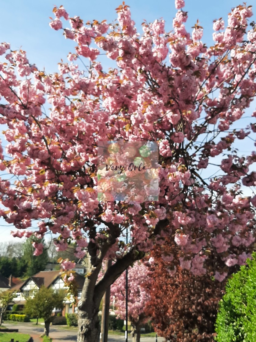 "Spring in Surrey- Cherry Blossoms" stock image