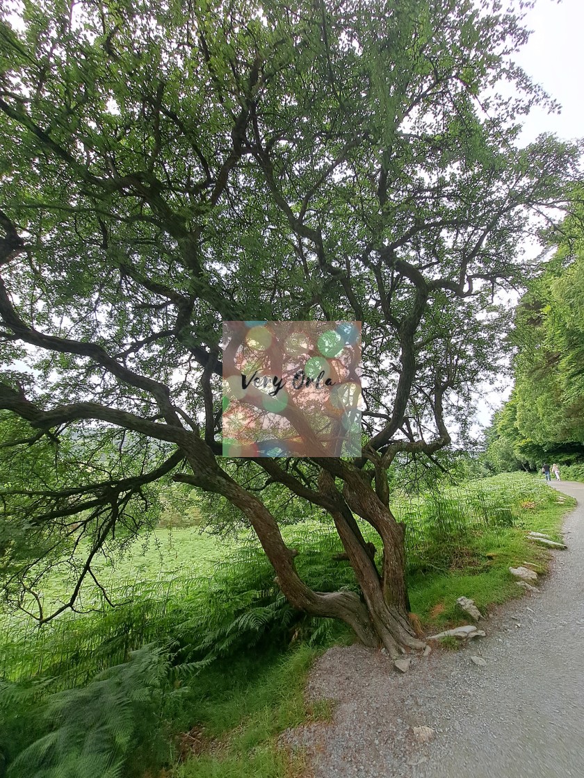 "Old Irish Tree" stock image