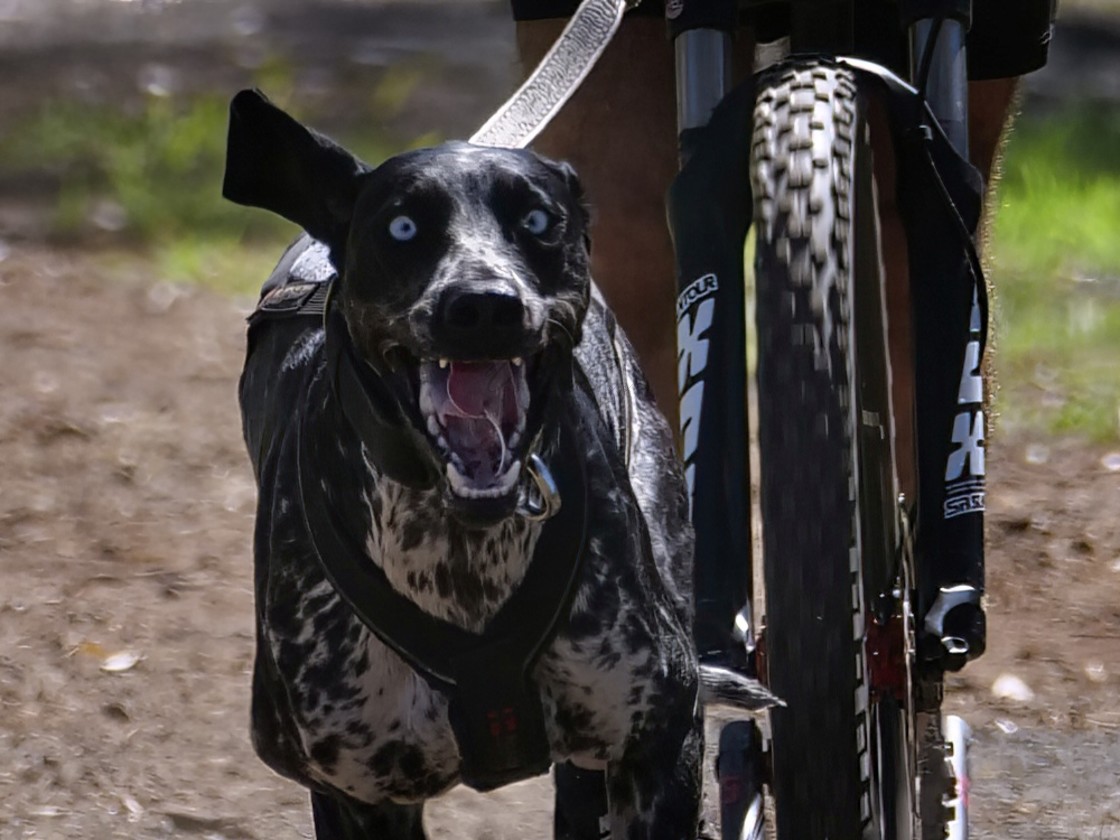 "Sled Dog Racing Qld Expo Day" stock image