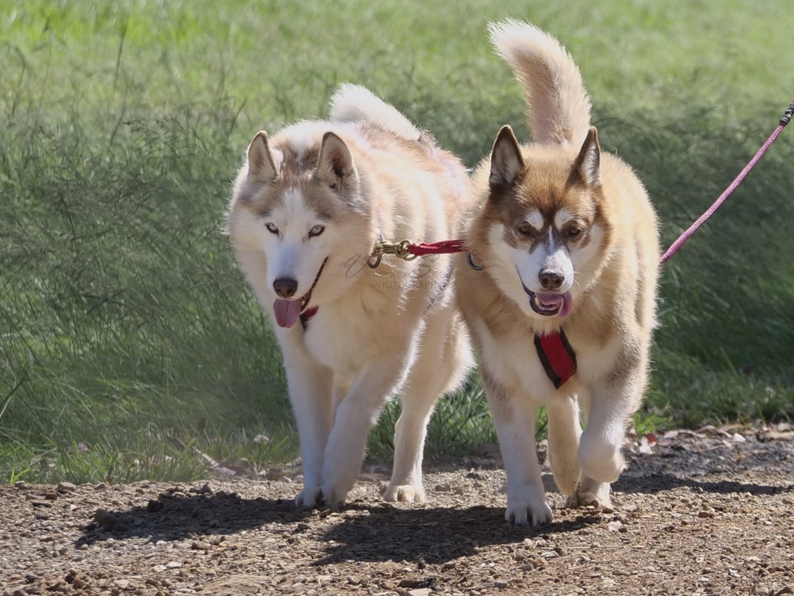 "Sled Dog Racing Qld Expo Day" stock image