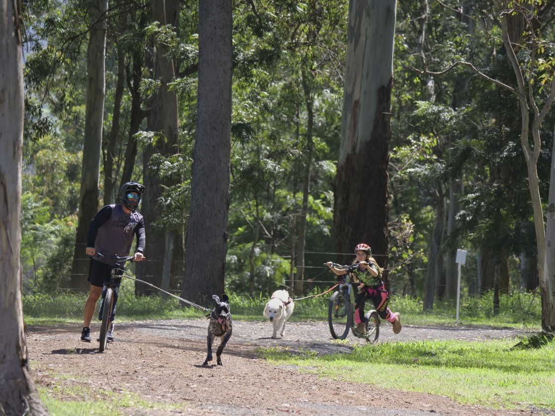 "Sled Dog Racing Qld Expo Day" stock image