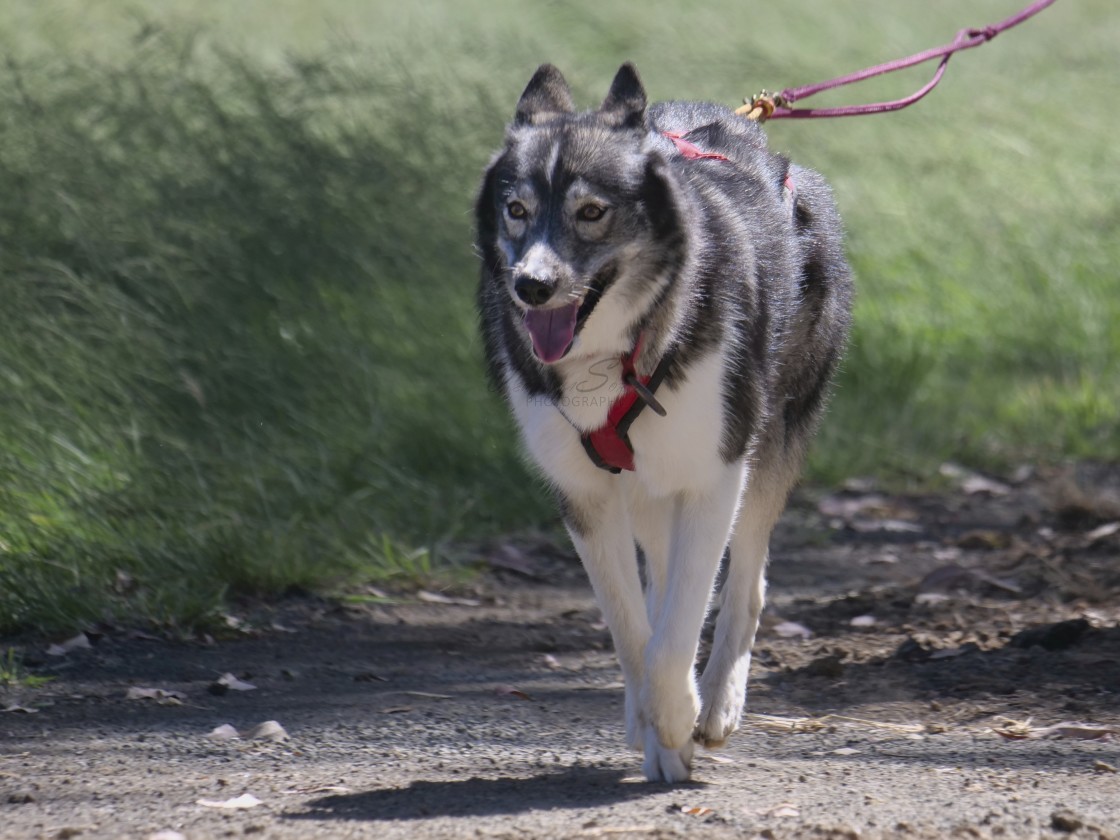 "Sled Dog Racing Qld Expo Day" stock image