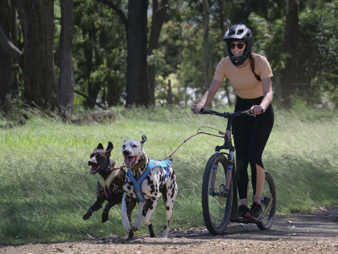 "Sled Dog Racing Qld Expo Day" stock image